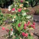 Малина Полана (ремонтантна)